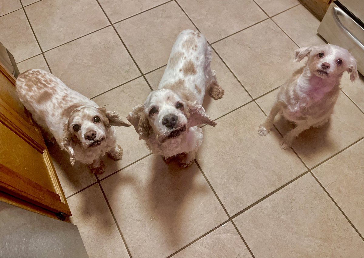 'Pai Gow, Dice, & Keno' wish everyone a blessed and winning weekend. #dog #dogs #dogslife #cockerspaniel #clumberspaniel #terrier #spoiled #ilovemydogs #thehostoflasvegas