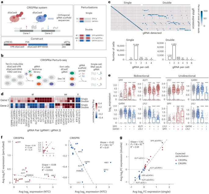 Bidirectional epigenetic editing reveals hierarchies in gene regulation go.nature.com/4apFU9q