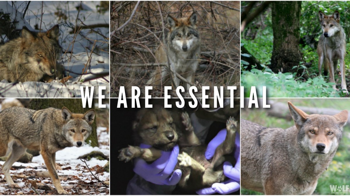 This #EndangeredSpeciesDay, we're celebrating WOLVES! 🐺 We're highlighting the endangered red wolves + Mexican gray wolves that were given the chance to live a life most captive wolves only dream of - the chance to be wild. Join us in our work ➡️ nywolf.org/join-us/