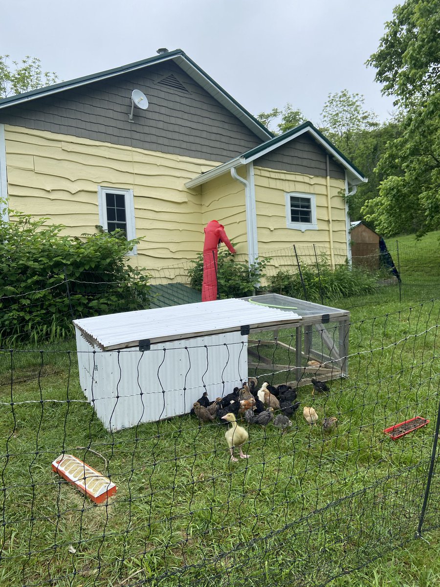 Would you keep chickens in your yard?