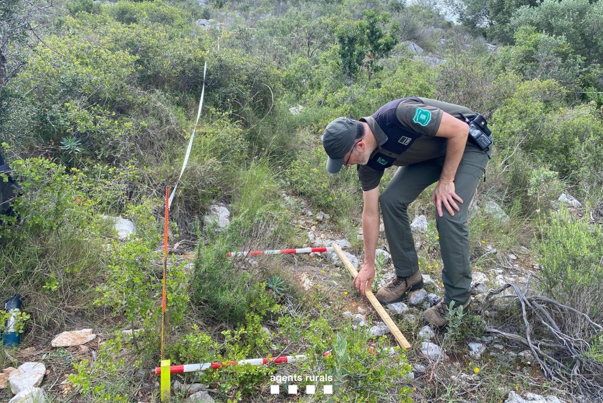 agentsruralscat's tweet photo. 🌿 Fem mostreig de vegetació dins del projecte #Combuscat @ctforestal @accioclimatica, com aquest al Montgrí @pnmmbt
💻 La recollida de sistemàtica de dades permet elaborar mapes de vulnerabilitat dels boscos.
✅ Treballem en la prevenció dels incendis forestals #IIFF! https://t.co/7wbQ4yCSyz
