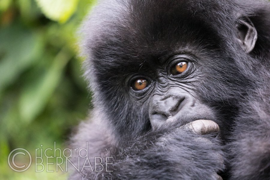 It’s #EndangeredSpeciesDay. This global day of action and celebration was created and founded by David Robinson and the Endangered Species Coalition in 2006, and has continued ever since. The endangered Mountain Gorilla