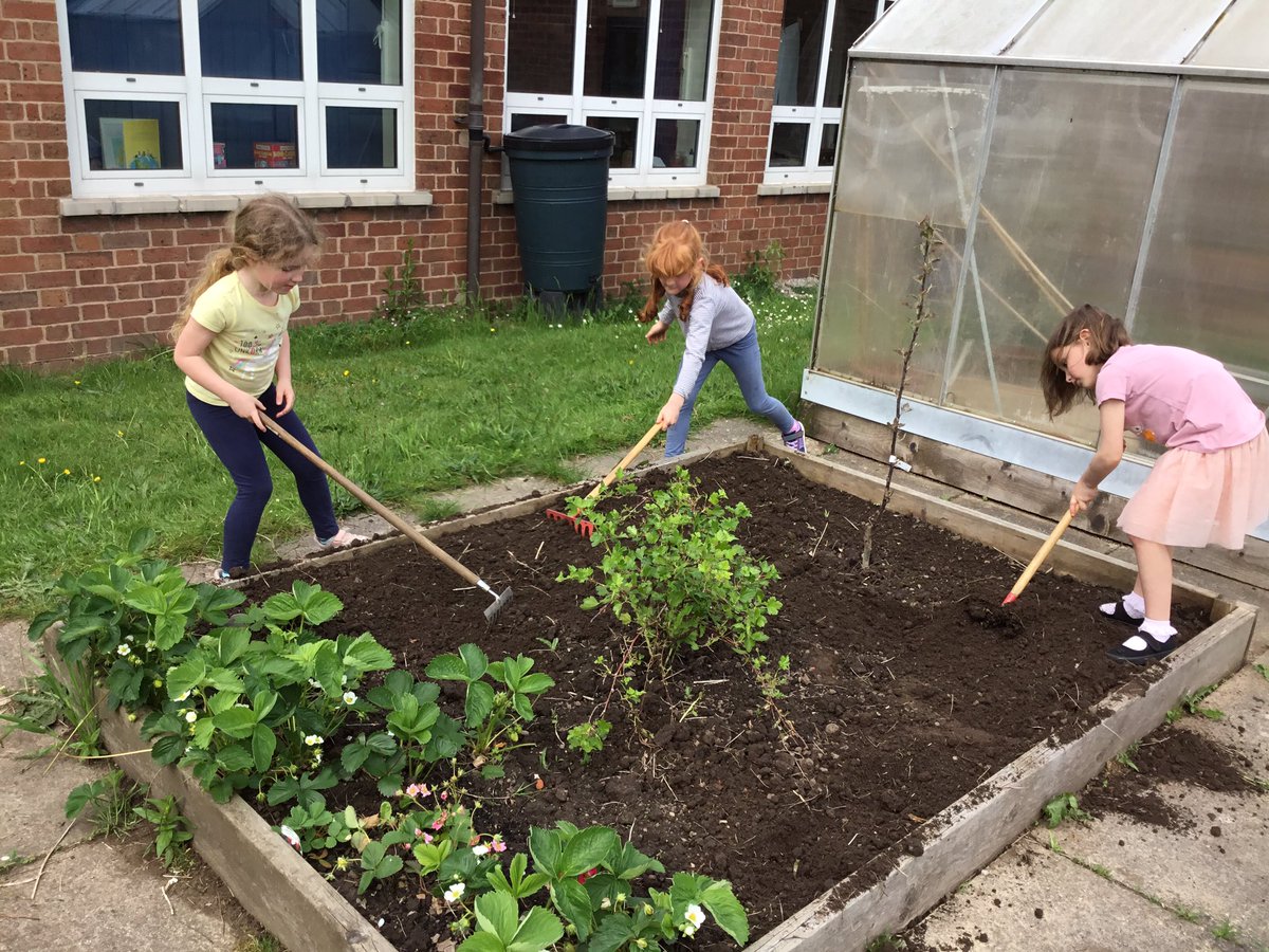 Sparrows have enjoyed gardening in the sunshine. We cleared more weeds then planted potatoes and peas in the vegetable patch and gladioli in the flower bed. #cuddingtony1 #cuddingtonscience @RHSSchools #cuddingtoneco @EcoSchools @createlearning_ @CloudGardenerUK
