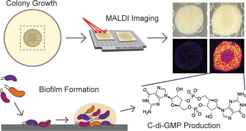 A Label-Free Approach for Relative Spatial Quantitation of c-di-GMP in Microbial Biofilms

Anal Chem by @nerdcitycat et al from @DrLauraSanchez 
with @RuthlessRuth15 @markjmandel, Fitnat Yildiz and more

pubs.acs.org/doi/10.1021/ac…