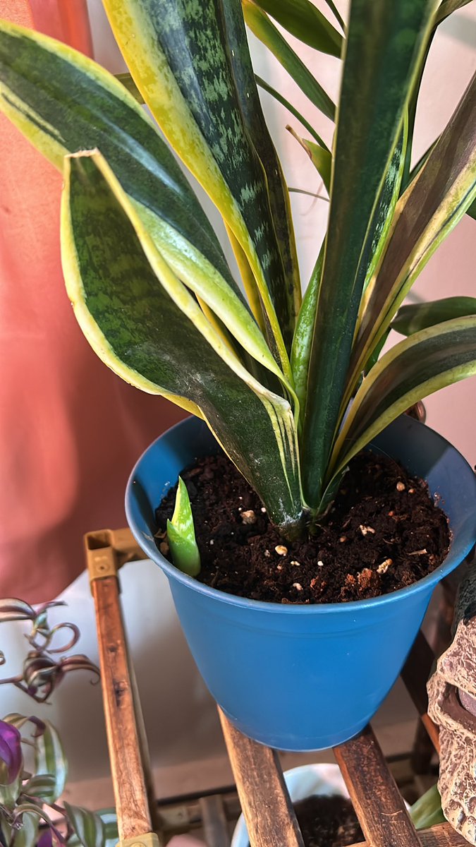You guys!!!!  My snake plant has a baby!!!! 🥹😍🥰