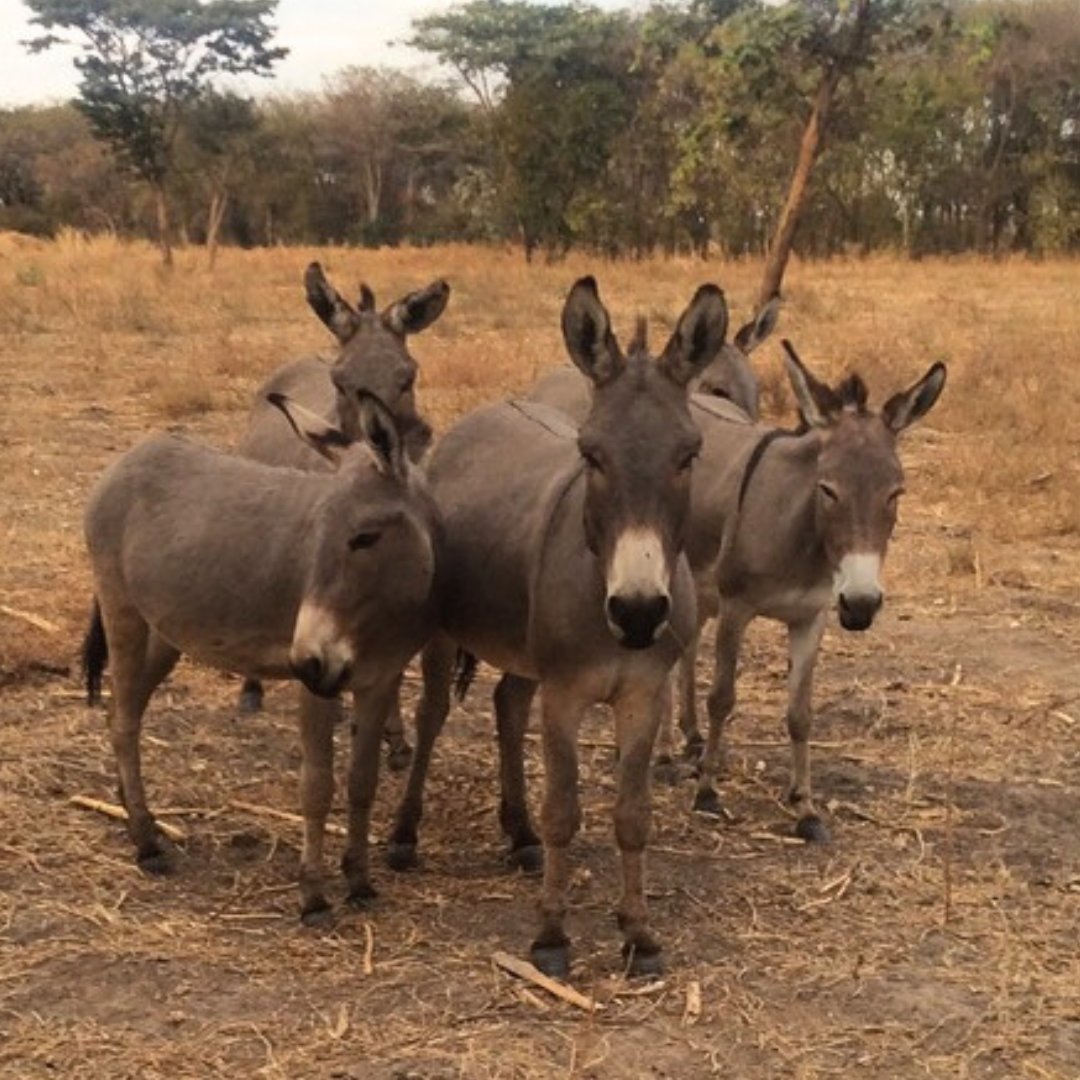 🆘PLEASE READ: Did you know that innocent donkeys in Tanzania are still being murdered for their skins to make ejiao, a traditional Chinese medicine? IAPWA is building Donkey Shelters to protect these precious animals from cruel poachers and wild predators, but we need your