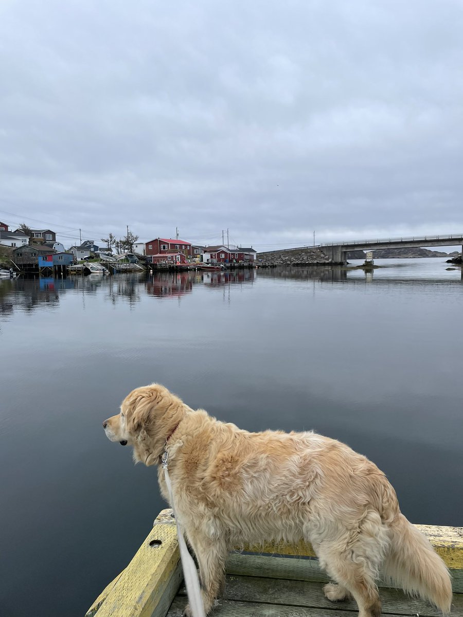 I managed to convince mom to take me to the fisherman’s wharf this morning for wharf inspections. (I may have tricked her but hey…) I checked everything out and provided emotional support for those working. As you can see, I enjoyed it too. Life ofChum.