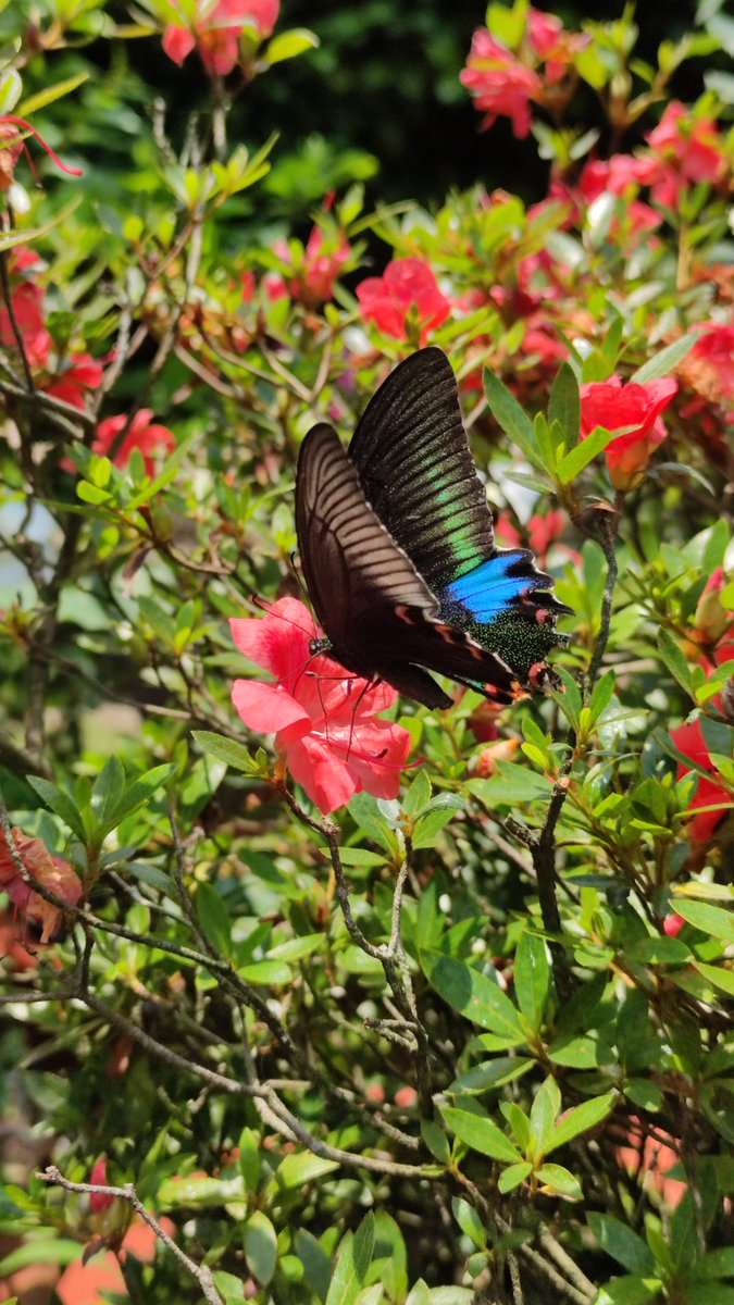 Azaleas & a common peacock butterfly for #flowersonFriday #nature #mygarden #flowerphotography #naturePhotography #TwitterNatureCommunity