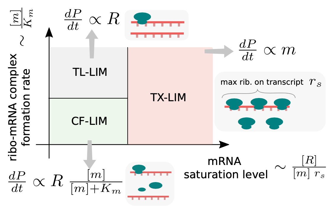 SPCGgroup's tweet image. @SPCGgroup paper, now out on PNAS
pnas.org/doi/10.1073/pn…
Total messenger levels affect cell growth by modulating free ribosomes. work by @LCalabreBiophys in collaboration with @LucaCiandrini