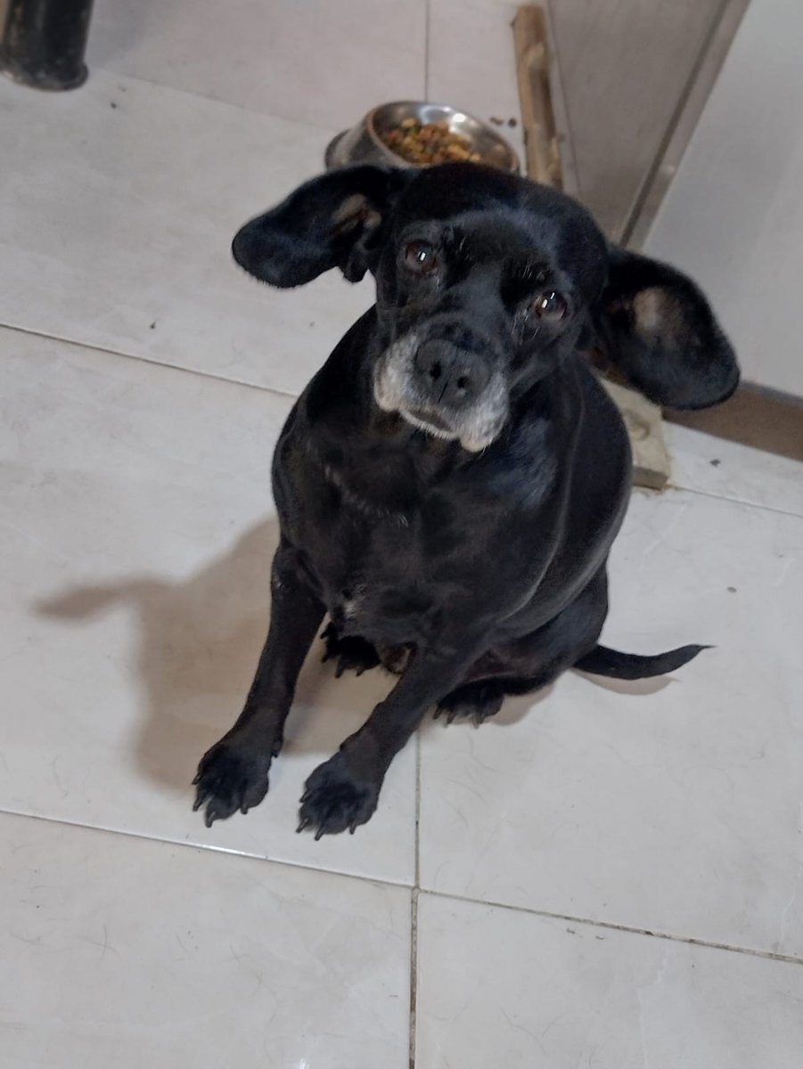 Pink es viejita ya , tiene mínimo 8 años, es super tierna , tranquila y amigable. Convive con otros perros Urge una familia para ella #rt #sos #adoptaNocompres Wats 5548724347