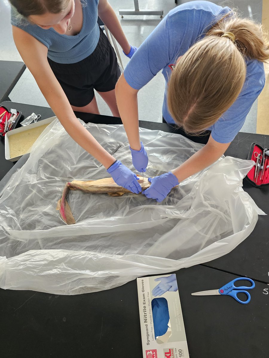 One of the funner things I get to do is letting kids do things that are not in the curriculum, but they have a vast interest in the med field. Students got to do an autopsy on a pig and suture it up. They also got to disect a shark. @OPS_MacPrncpl <a href="/OPS_McMillan/">OPS McMillan Middle</a>
