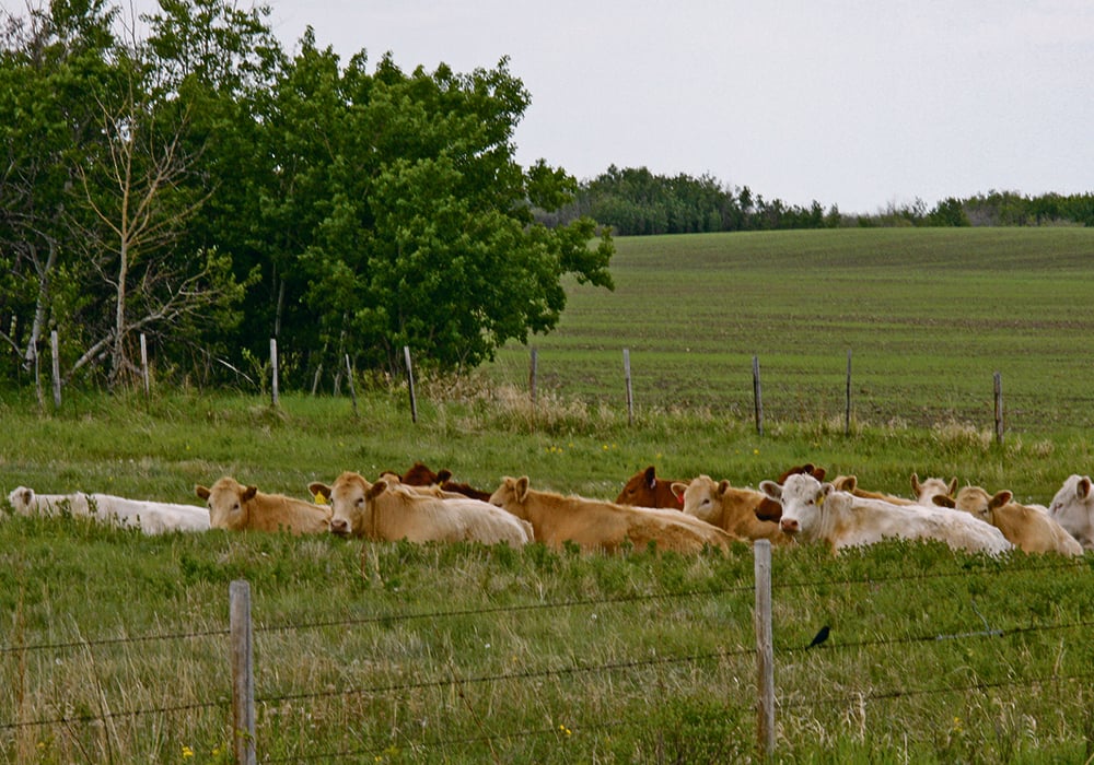 WCVMToday's tweet image. In his latest column with @westernproducer, Dr. John Campbell discusses the benefits of keeping records and utilizing data for managing herd productivity. Read more at: ow.ly/KRAK50RGi2b @CanVetMedAssoc @BeefResearch @SaskCattlemens #WCVM
