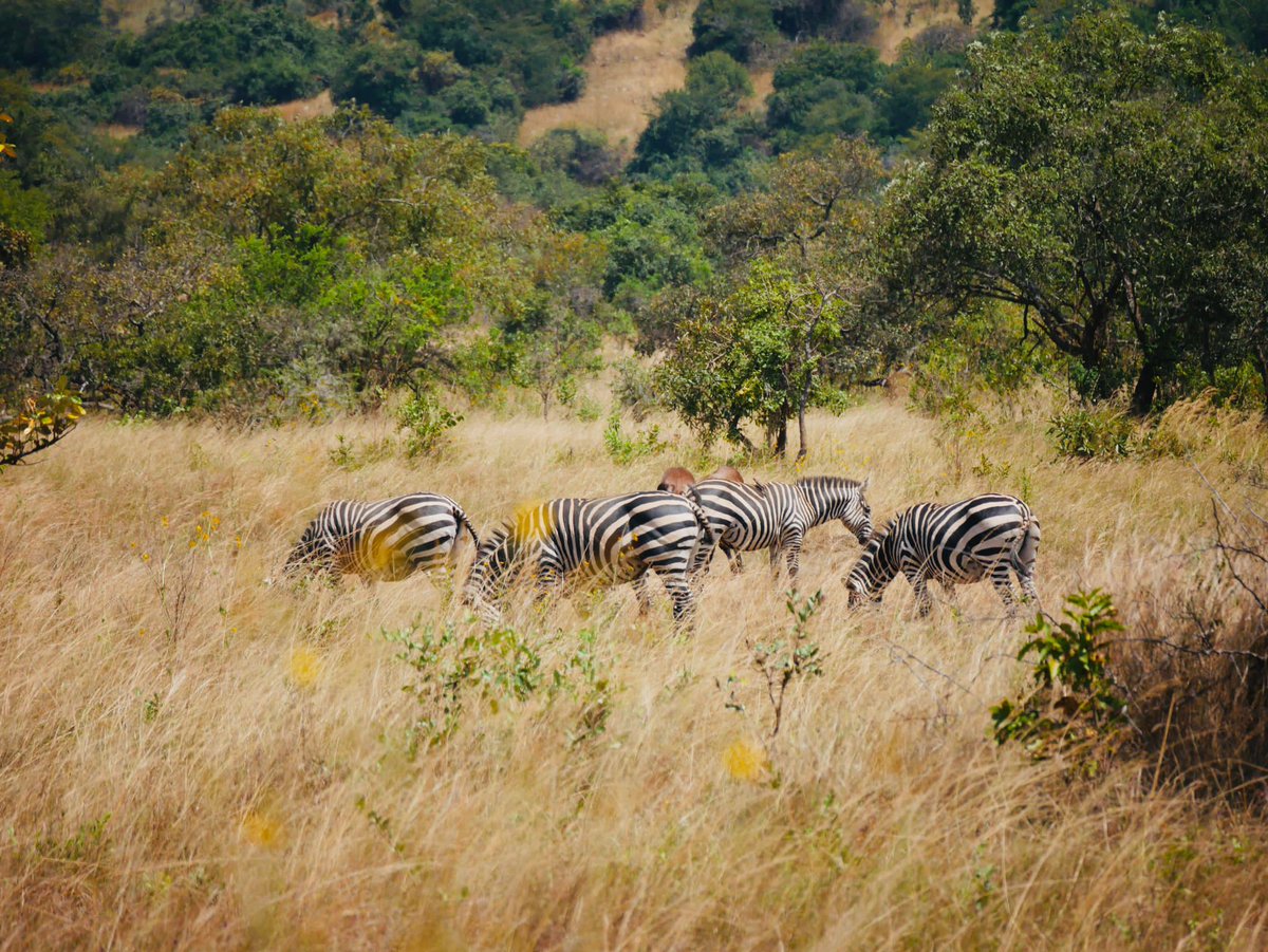 Today  CLBA Students exploring the wonders of wildlife and nature at <a href="/AkageraPark/">Akagera National Park</a>  – an unforgettable educational adventure. This study tour will  provide to students hands-on learning about ecosystems, biodiversity, and conservation efforts in a real-world setting. <a href="/Rwanda_Edu/">Ministry of Education | Rwanda</a>