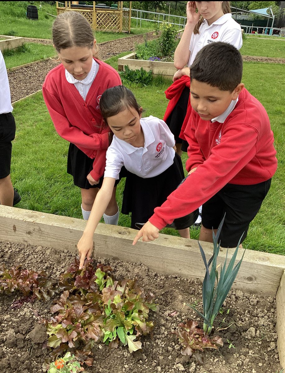 Birch class loved planting pepper, tomato and blackberry plants in the allotment today.