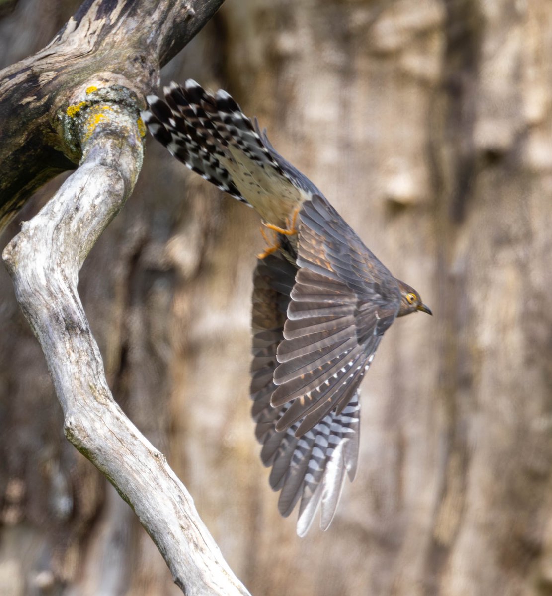 #flyday.  Cuckoo hot off the press