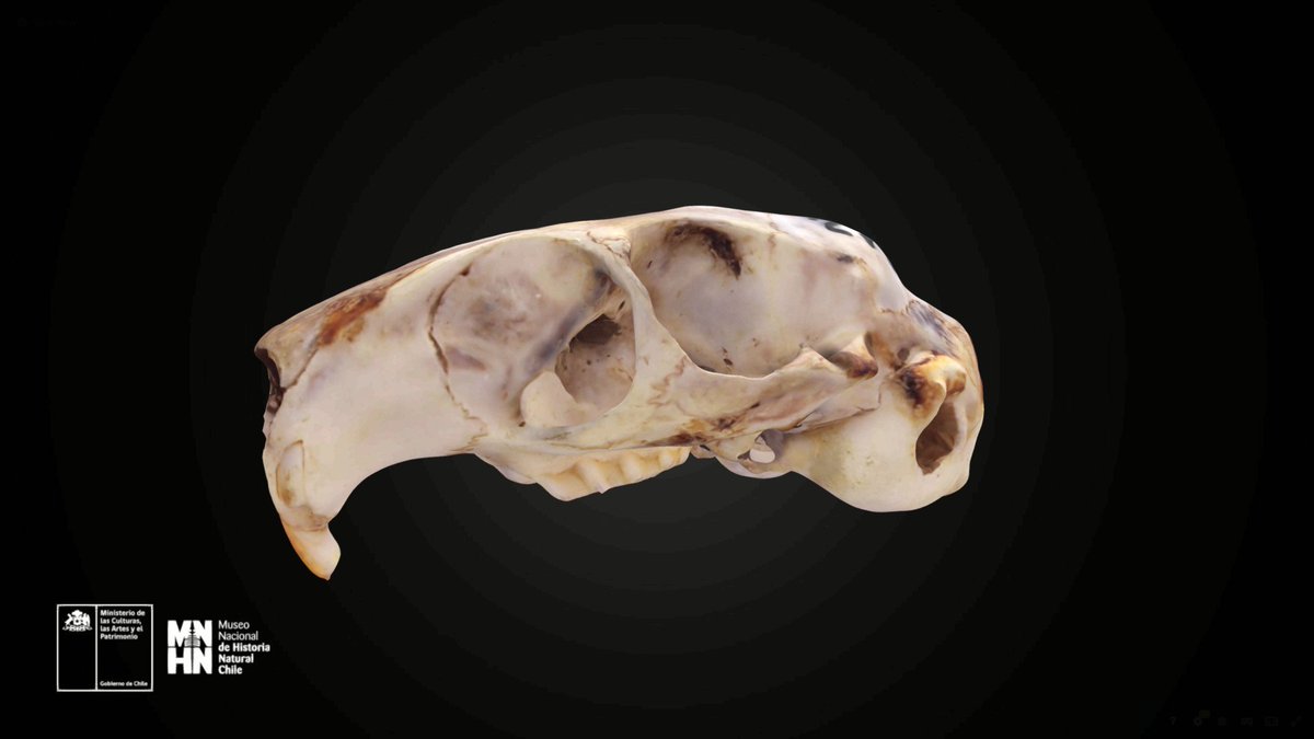 #MNHN3D En la mitad de mayo, vamos con colecciones MNHN en @Sketchfab, desde luego. Seguimos con la saga pequeñita de degús 🐭 con un cráneo de nuestra colección de Vertebrados. Lo pueden ver en detalle acá 👉🏻 skfb.ly/oULtQ