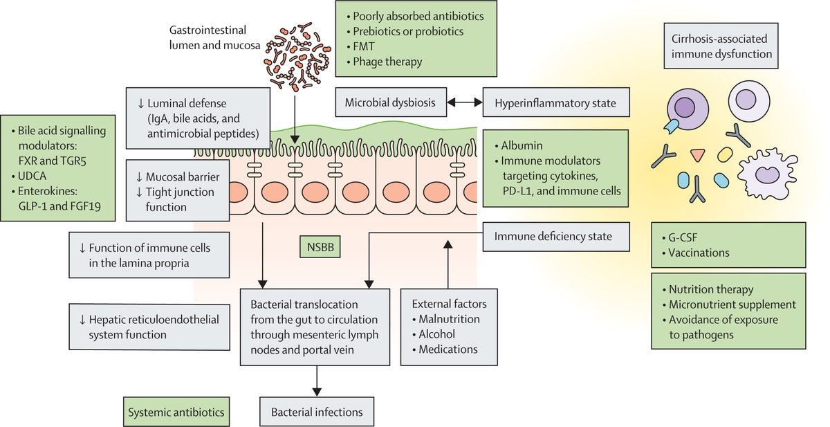 Those with cirrhosis are susceptible to bacterial, fungal, & viral infections, with prevention & treatment being a significant challenge. A new Review from @LancetGastroHep discusses current prevention strategies, treatments & future research areas: hubs.ly/Q02xxbW70