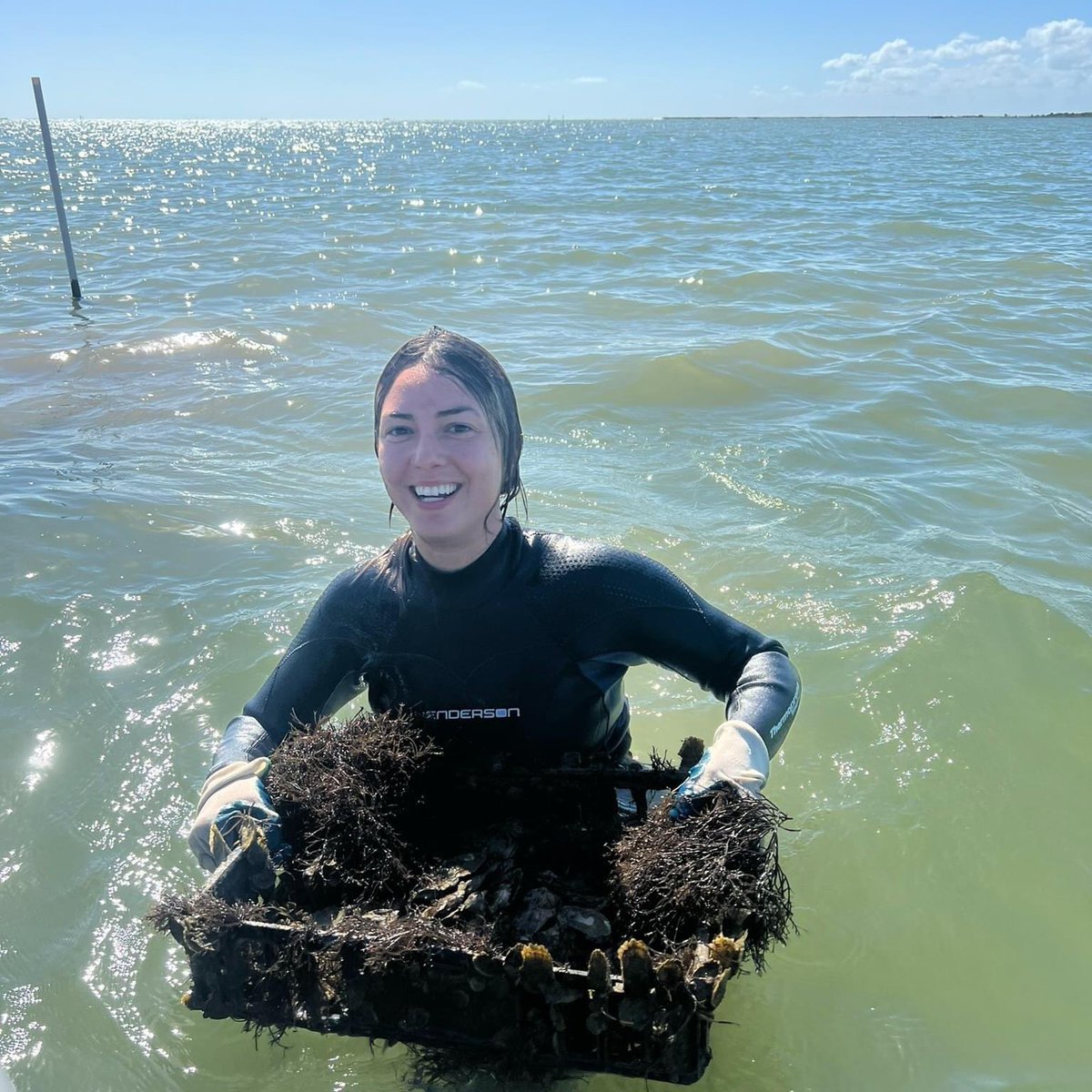 Coastal Conservation and Restoration Ecology Lab tweet media
