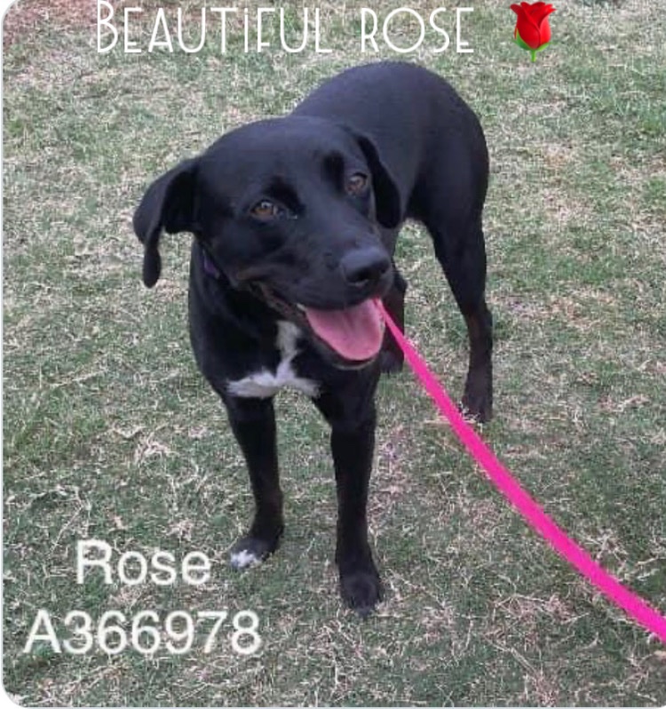 Rose #A366978 🌹 needs help her life will end 5/20 at just a year old #CorpusChristi Tx kill shelter she’s the perfect dog gets on well with other dogs & people a little 🌟! plz #PLEDGE #RESCUE #FOSTER to save her precious life! ⬇️