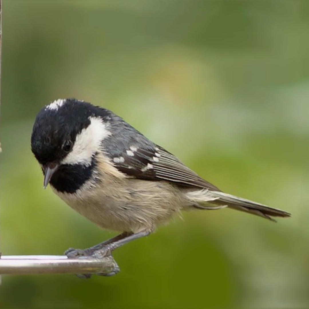 The Coal Tit sometimes builds its nest in a wall cavity. They hop across hedge tops and over climbers in the garden looking for aphids and other small insects to feed their hungry chicks.