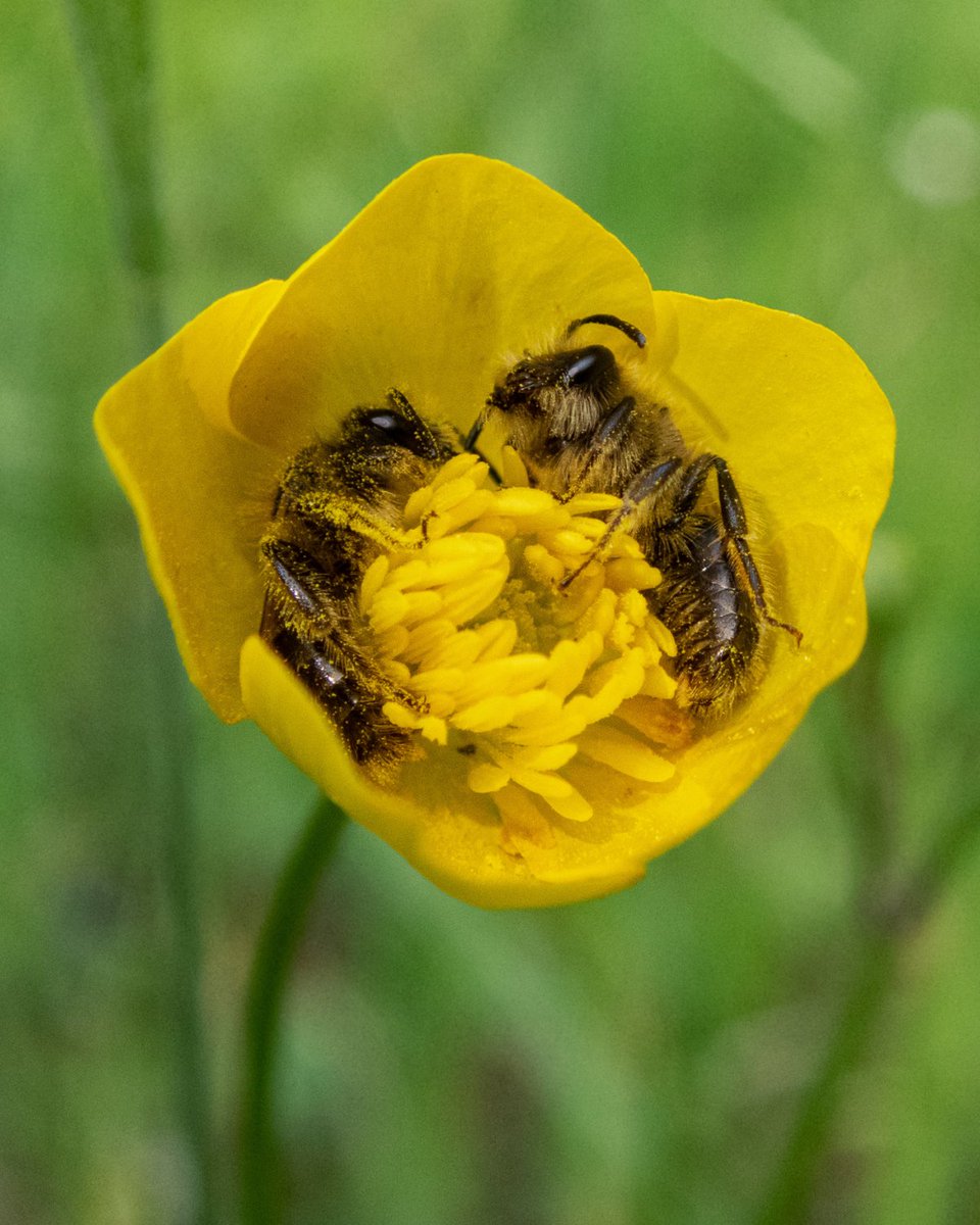 Oh, to be a bee asleep in a buttercup 🐝 #WorldBeeDay