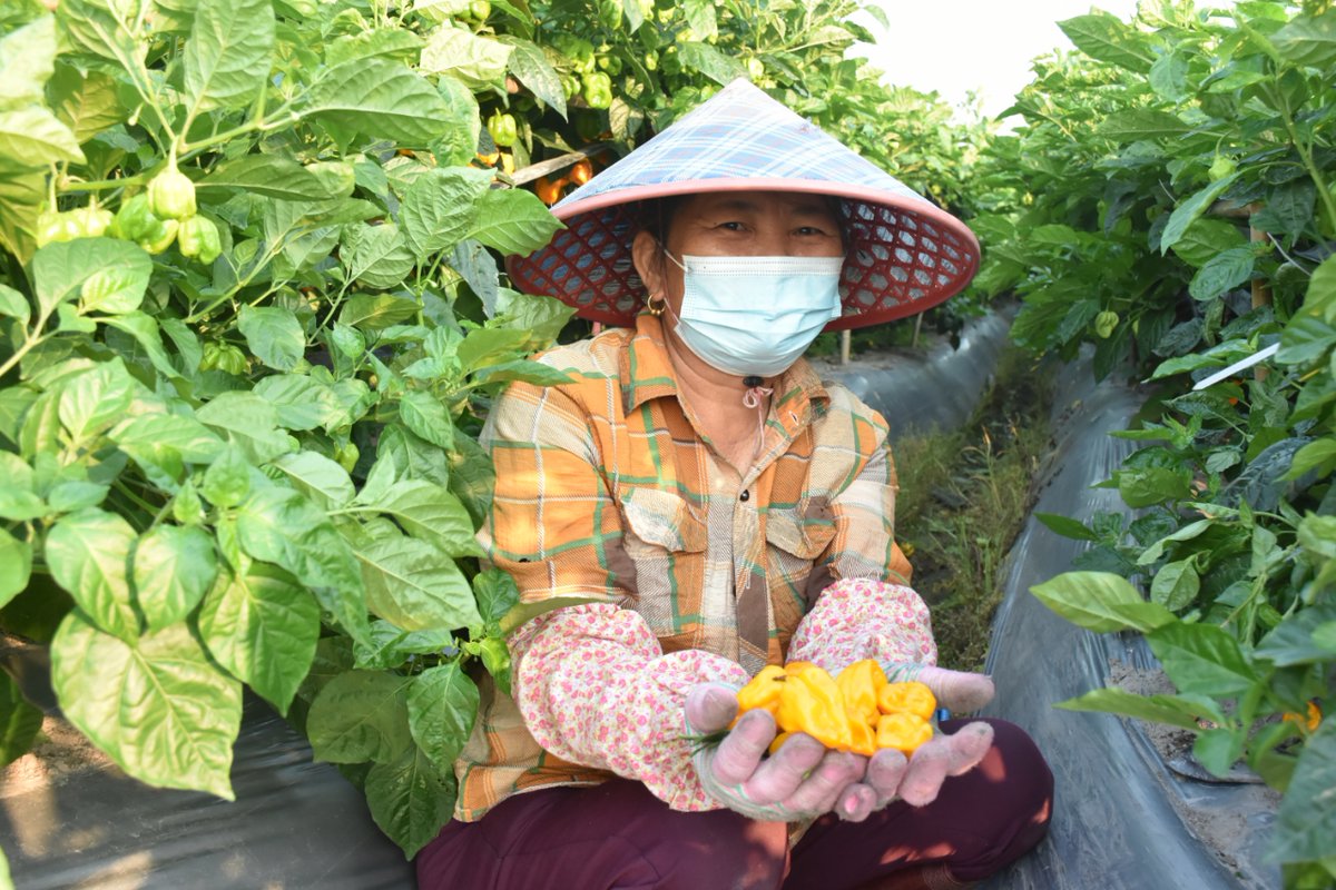 Fengwei Village in #Wenchang has transformed 60 mu (approx. 40,000 ㎡) abandoned land into pepper farm, and it's time to harvest the yellow lantern #chili!🌶️ With an average yield of 4,000 kg per mu, farmers can harvest up to 8,000kg a day. Known for its super spiciness and