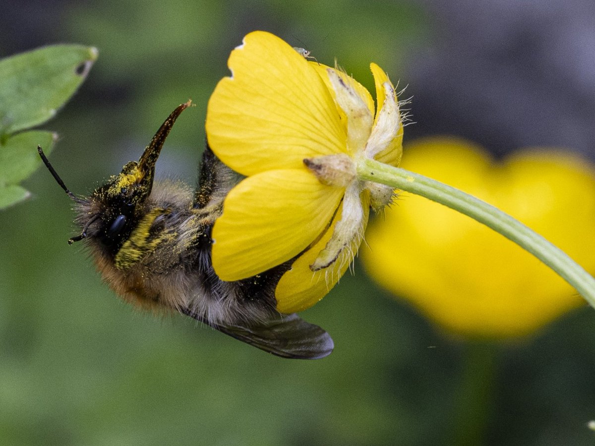 Another busy pollinator #Togtweeter #ThePhotoHour #snapyourworld #insects #flies #pollinators #flowers #plants #macro #NaturePhotography #macrophotography #bee #hoverfly #bumblebee