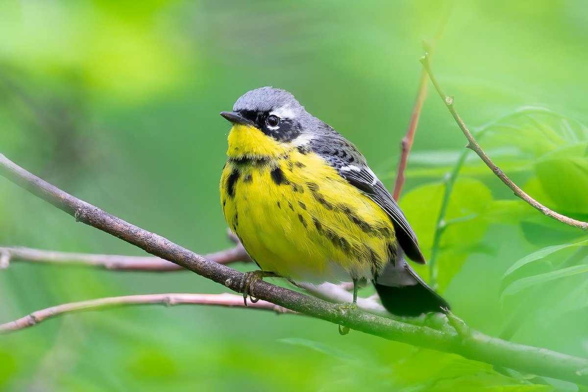 A boldly colored and patterned magnolia warbler standing out in the dense foliage. 💛🖤🩶🤍 (The Ramble, Central Park, New York) #birds #birding #nature #wildlife #birdcpp