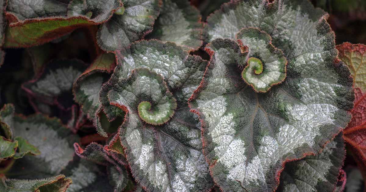 What Causes Begonia Leaves to Curl? (And What to Do About It) - Many begonias have leaves that naturally curl and twist. But curling leaves can also signify a problem. Learn more about begonia leaf curl on Gardener's Path. #gardeningtips #begonia gardenerspath.com/plants/flowers…