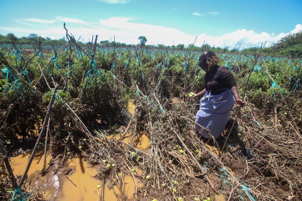 The heavy #rainfall and floods that have been battering East #Africa since March have submerged thousands of acres of #croplands and killed thousands of livestock, leaving the region vulnerable to an imminent #food shortage. @down2earthindia downtoearth.org.in/news/world/eas…