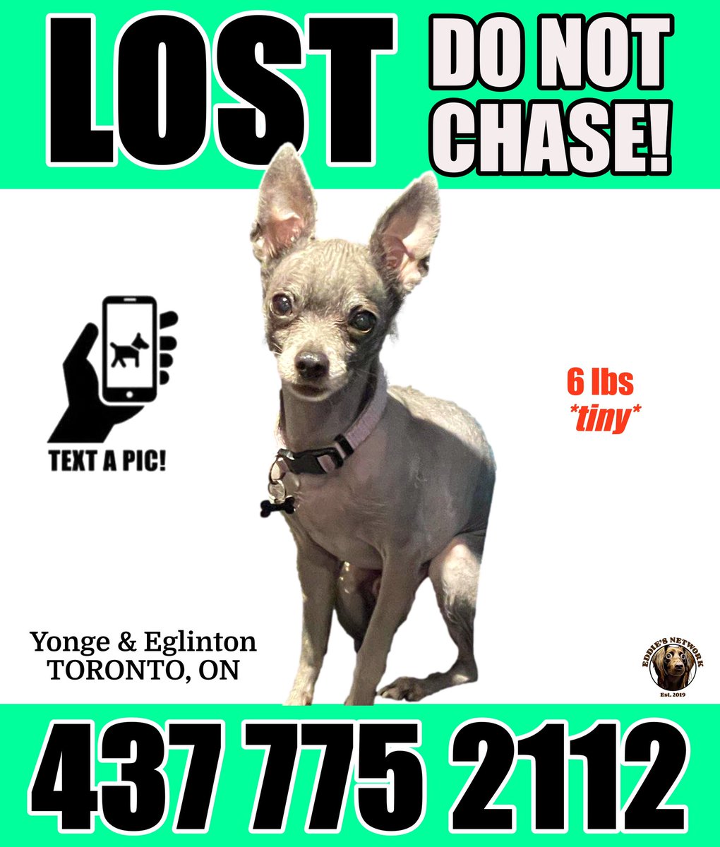 LOST DOG #Yonge #Eglinton #Toronto

If seen, please do not approach, chase or call out! Note the direction of travel, and call/text right away. Please, do not post sightings online. Missing since May 16, 2024.

#midtowntoronto #torontoontario
