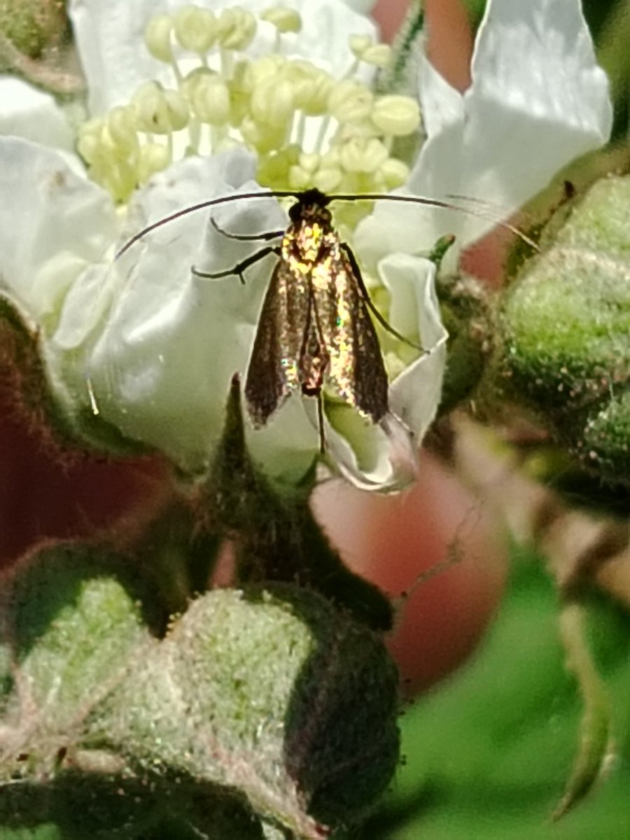 A few photos from today's bioblitz @1RoadToNature. I have logged 32 records and now just need to check & confirm ID before uploading. Great site for beasties. #natureconnection #invertebratesmatter