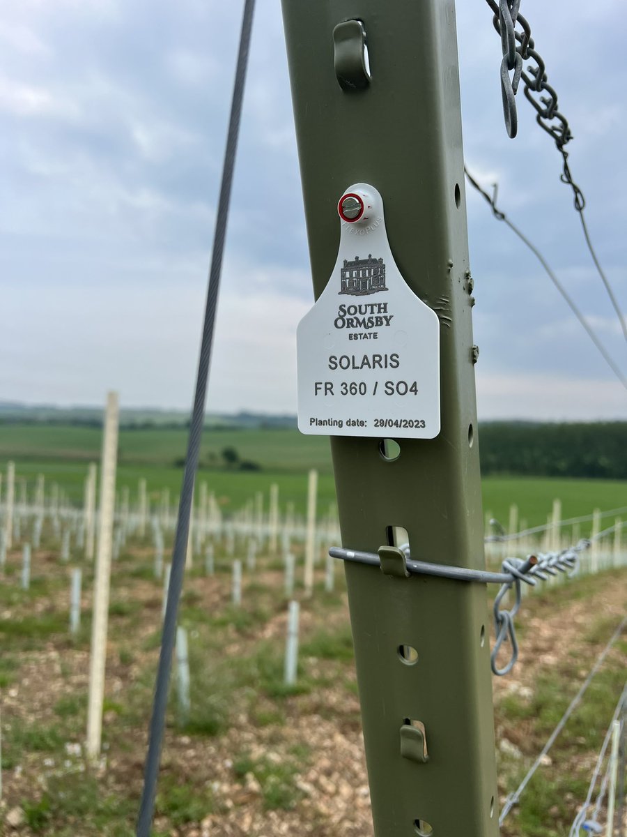 Many thanks to @CaisleyTags for supplying the end post tags for the vineyard here @southormsby 1 down and 281 more to put on! #organic #vineyard #englishwine here on the @LincsWoldsNL