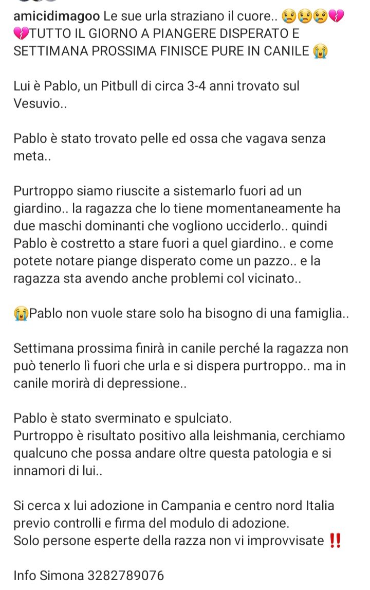 STRAURGENTE 🆘️🆘🆘🆘🆘Simona☎️3282789076 🐕'Nel suo sguardo c'è tutto il bisogno di amore che ha' PABLO 3-4 anni ,recuperato pelle e ossa sul vesuvio,e meraviglioso CONDIVIDETE IL SUO APPELLO AFFINCHÉ UNA FAMIGLIA LO ACCOLGA 🙏😔🏡Campania #4voiceless