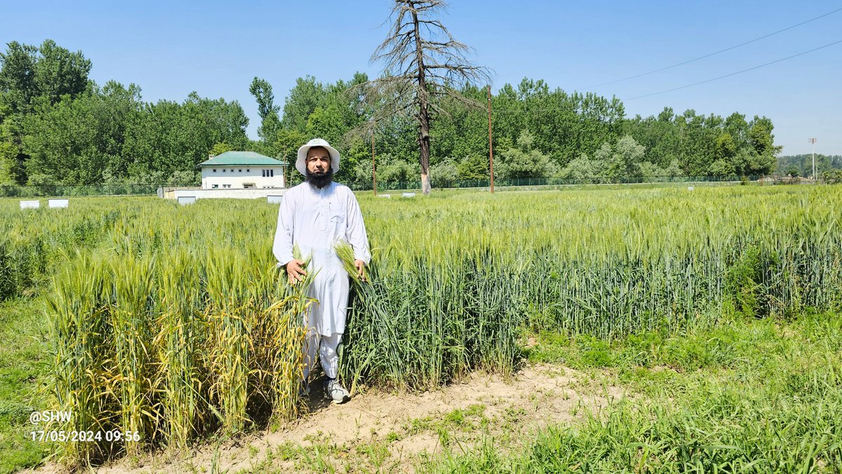 Shabir Hussain Wani (@shabirwani20) on Twitter photo Resistance vs susceptible reaction under natural infection of stripe rust <a href="/WheatInitiative/">Wheat Initiative</a> <a href="/globalrust/">Borlaug Global Rust Initiative</a> <a href="/IcarIiwbr/">ICAR- Indian Institute of Wheat & Barley Research</a> <a href="/CIMMYTesp/">CIMMYT en español</a> <a href="/ICARDA/">ICARDA</a> <a href="/AHEAD_wheat/">AHEAD</a> <a href="/wheat/">JUANITA Claus</a> Resistance vs susceptible reaction under natural infection of stripe rust <a href="/WheatInitiative/">Wheat Initiative</a> <a href="/globalrust/">Borlaug Global Rust Initiative</a> <a href="/IcarIiwbr/">ICAR- Indian Institute of Wheat & Barley Research</a> <a href="/CIMMYTesp/">CIMMYT en español</a> <a href="/ICARDA/">ICARDA</a> <a href="/AHEAD_wheat/">AHEAD</a> <a href="/wheat/">JUANITA Claus</a>