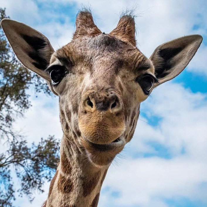 Did you know giraffes are the tallest mammals? 🦒 Their legs alone are taller than many humans, measuring around 6ft in length. Despite their length, they have just 7 bones in their necks, just like us humans! #EarthCapture by Yaron Schmid via Instagram