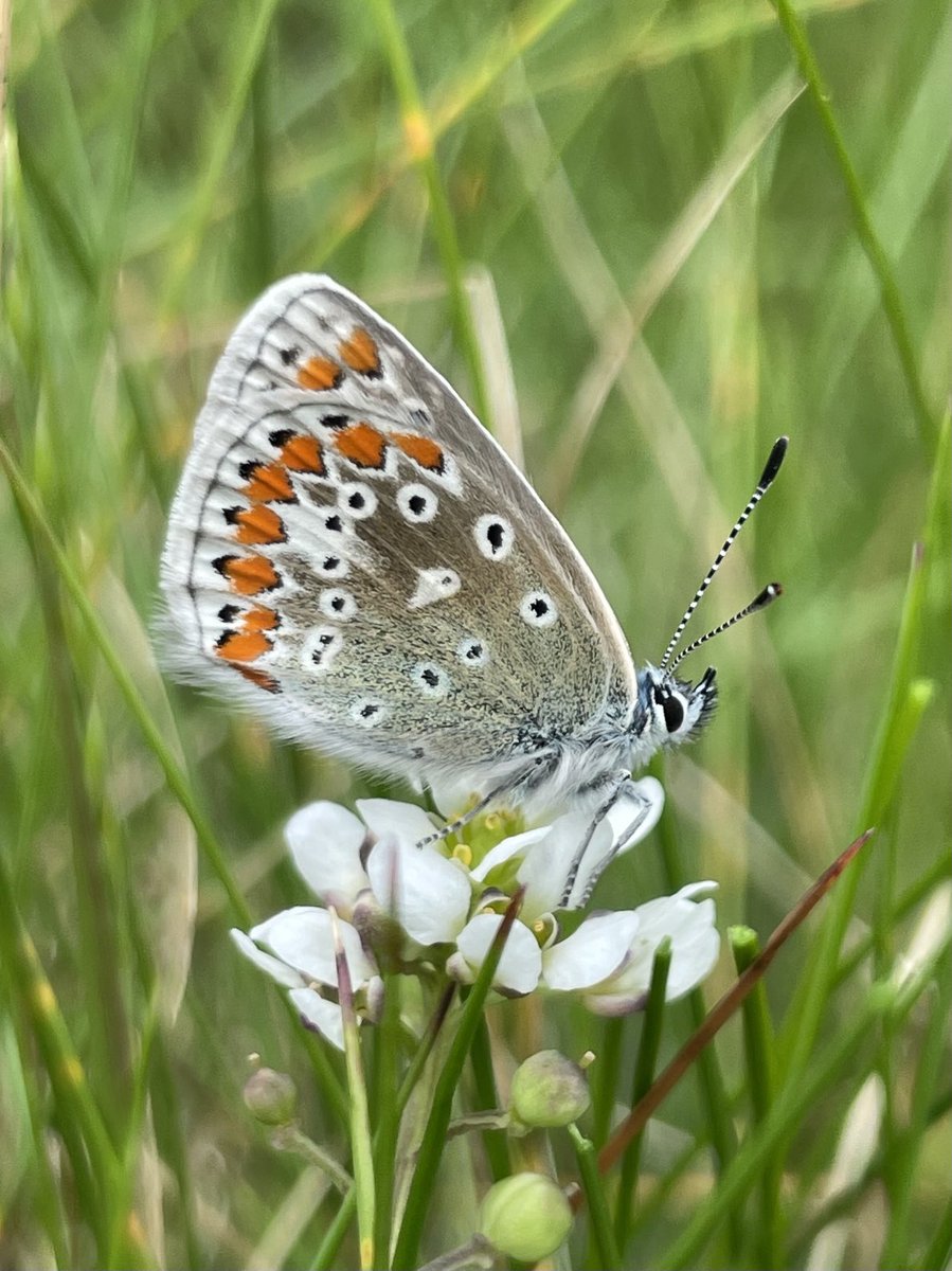 Female Common Blue nectaring on Danish Scurvygrass below the house. ⁦@savebutterflies⁩