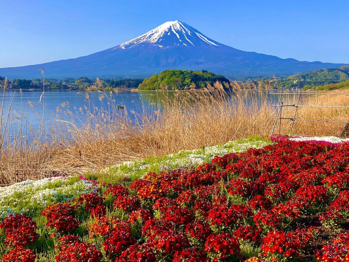 1枚目
河口湖大石公園から眺めた富士山🗻
　with赤いお花たち🌺
(山梨県　4/28 朝6時45分)

赤いお花🌺👀　元気が出る〜😅
#写真好きな人と繋がりたい #山好きな人と繋がな人と繋がりたい #山好きな人とつながりたい