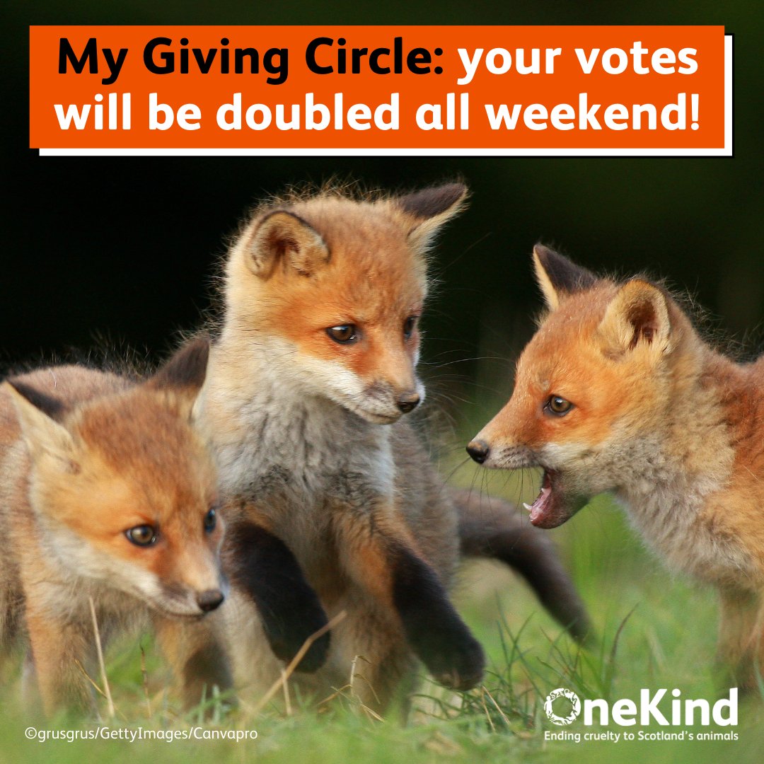 ⏰ Please vote use your free vote for OneKind this double-votes weekend⏰ ❗We need your help to win a @MyGivingCircle grant to support our work to expose and end cruelty to animals! ➡️ Visit our My Giving Circle page to vote for FREE🔗 mygivingcircle.org/onekind/free 🙌 Thank you!