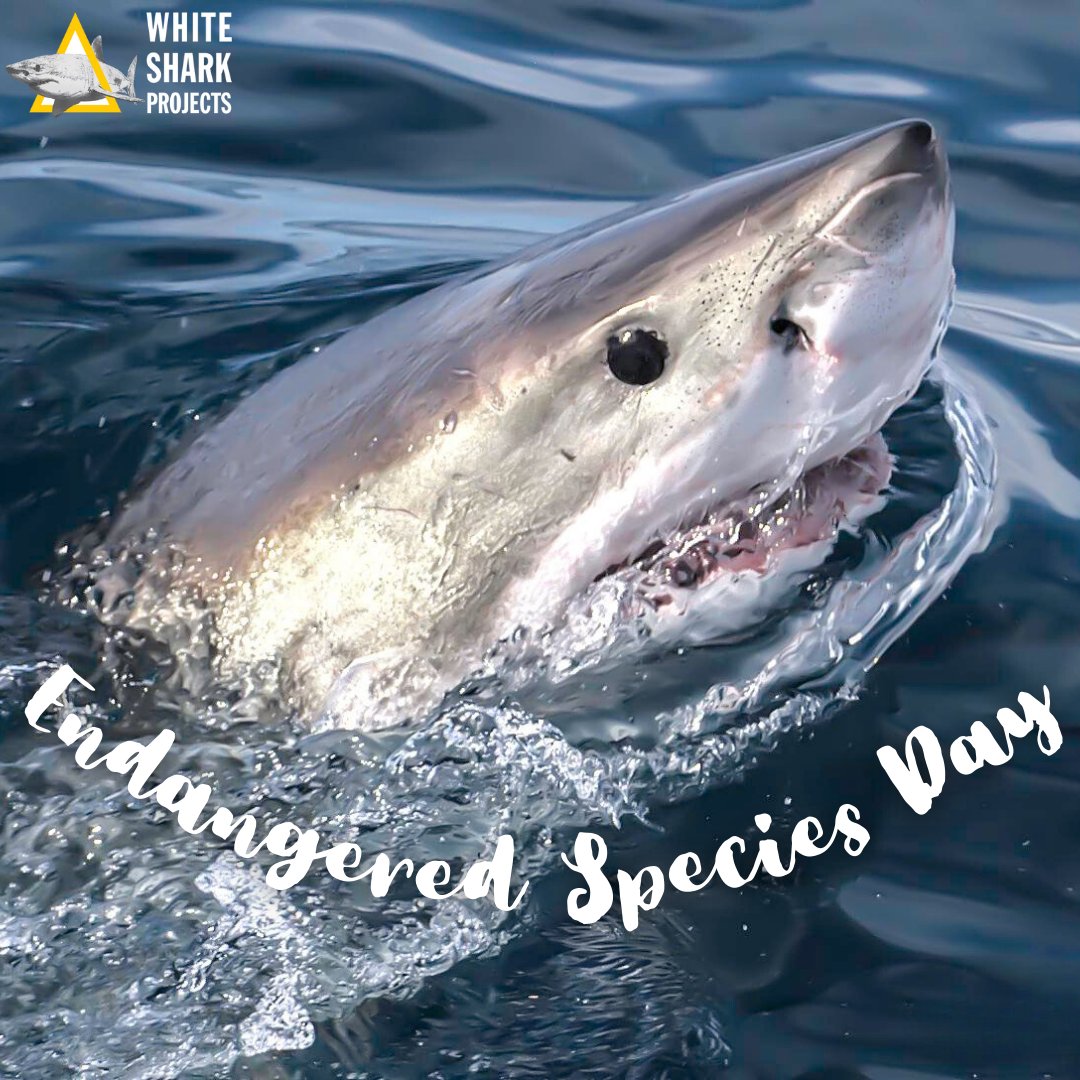 This #EndangeredSpeciesDay, let's shine a light on the incredible diversity of life that we're at risk of losing. 🌍 From majestic #GreatWhiteSharks 🦈 to tiny pollinators like #bees, each species plays a crucial role in our planet's ecosystem.🌊🌿🐝
#whitesharkprojects #wildlife