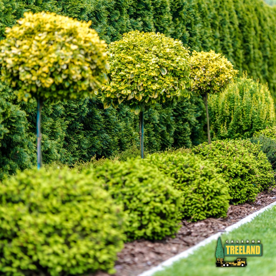 Discover the top 5 reasons why investing in evergreen trees for sale in Toronto is a must. Elevate your landscape and environment today!

Learn more: bit.ly/4bnopb9

#caledonontario #torontoontario #ontariotrees #ontariogarden #treecare #treework
