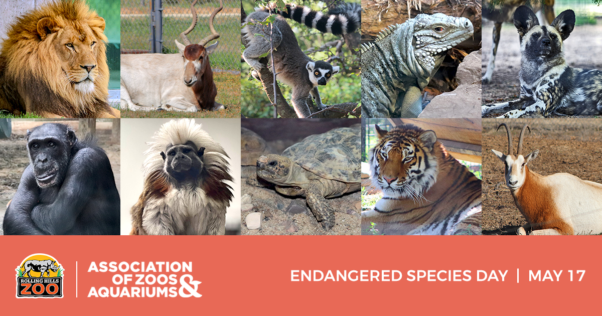 Today is #EndangeredSpeciesDay! Visit #RollingHillsZoo and discover the power we have to protect wildlife. Every visit & interaction w/our animals helps our commitment to conservation. Let's save these species together! 🦁🌍 #WeAreAZA #WhyZoosMatter