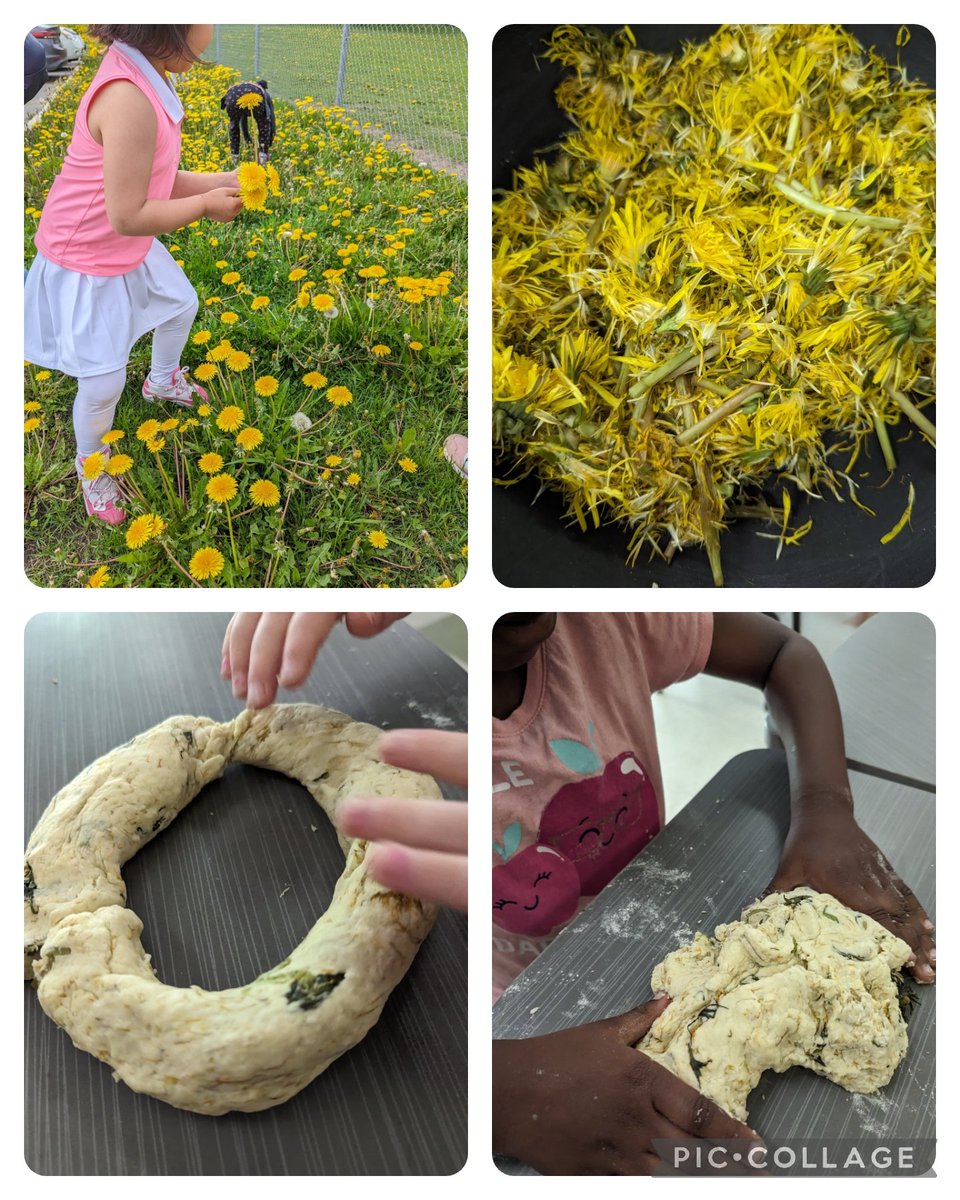 Are they plentiful? Do we have a purpose? Then, yes, we can pick them for dandelion playdough! @StBenedictOCSB #ocsbOutdoors