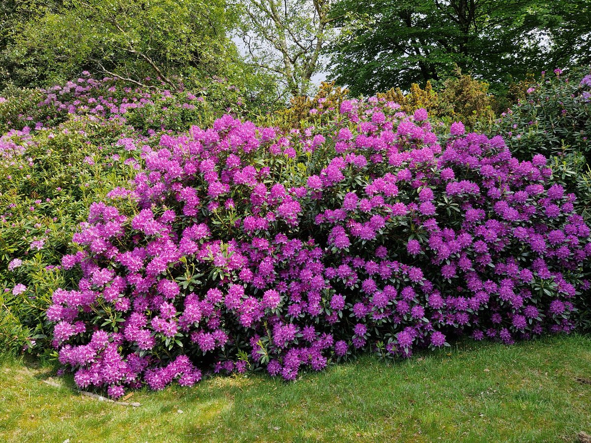 jeantguides's tweet photo. Wonderful gardens to stroll around. Magnificent displays of rhododendron.  @GWmag and 2for1 offer https://t.co/yoeRiQzv8S