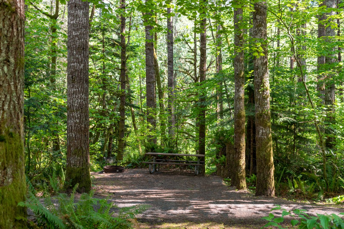 lewiscountypud's tweet photo. Our beautiful Bud Allen Park/Cowlitz Falls Campground is now open for the season! It covers over 110 acres and is only 15 miles east of Morton and is centrally located to everything the area has to offer!
For more pics and info on how reserve a site: https://t.co/W2ZN4kKVfo https://t.co/ZF49gRXnzI