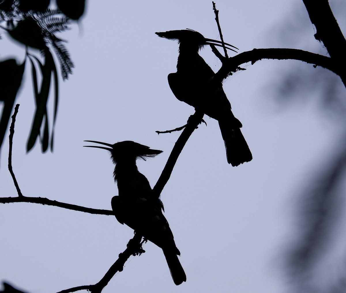 Silhouette vibes, no filter needed Hoopoe pair #IndiAves #BBCWildlifePOTD #BirdsSeenIn2024 #birds #birding #wildlife #naturephotographyday #TwitterNatureCommunity #birdphotography #photooftheday @NatGeoIndia @NatureIn_Focus