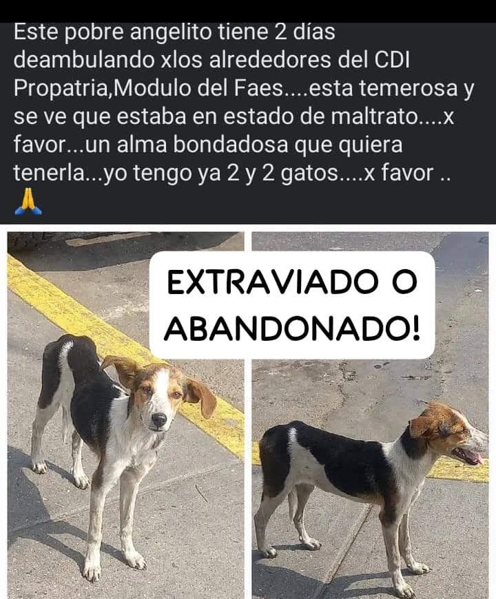 URGE hogar temporal para esta pequeña. Caracas, sin número de contacto. Se encuentra en ProPatria por el CDI, módulo del Faes #Difundimos