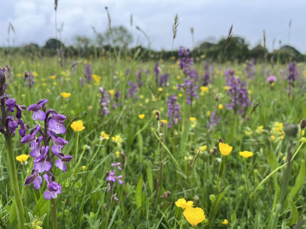 Home to the largest no. of Green-winged Orchids in Shropshire, Minsterley Meadows is special. It’s now for sale & at risk - just 1 year without management will mean numbers plummet! 🌱💔 Middle Marches Land Trust are fundraising to secure its future: middlemarchescommunitylandtrust.org.uk