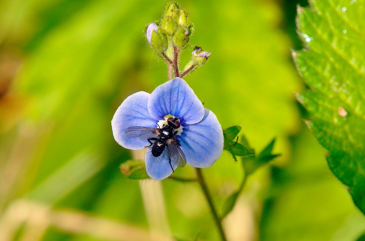 Hoorah for the sunshine - lots of insects buzzing about like this tiny tachinid fly Phania funesta nectaring on Germander Speedwell @BBOWT's Dry Sandford Pit, a fantastic reserve for insects #FliesofBritainandIreland @gailashton @Ecoentogeek @StevenFalk1 @TVERC1 @flygirlNHM