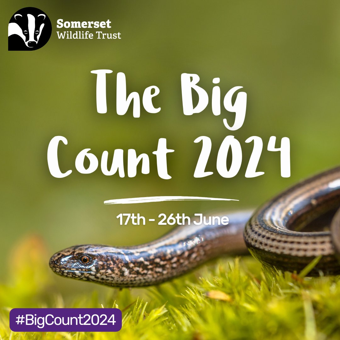 Don't be SLOW (worm) about signing up for the #BigCount2024! ⏰ To help wildlife thrive, we need as much data as possible about the species living right on our doorsteps! Ready to help? 👇 somersetwildlife.org/big-count-2024… #CitizenScience #MakeWildlifeCount #SomersetWT